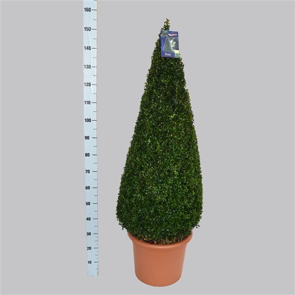 Buxus Sempervirens 150cm