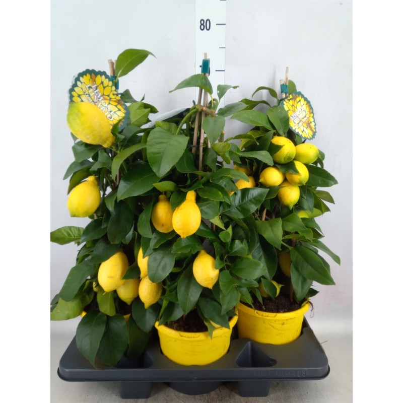 Citrus Floridana 35cm