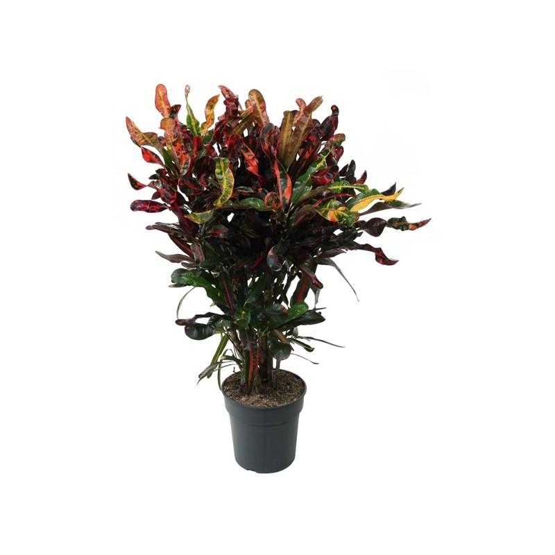 Codiaeum Big Leaf Mammi 24Ø 90cm