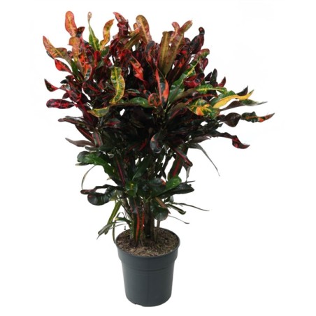 Codiaeum Big Leaf Mammi 24Ø 90cm