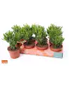 Crassula Hobbit 20cm – Plante Succulente | Verttige