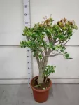 Crassula Sunset 115cm