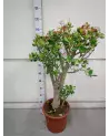 Crassula Sunset 115cm – Grande Succulente | Verttige