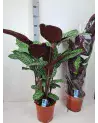 Ctenanthe Oppenheimiana 100cm – Plante Graphique | Verttige