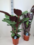 Ctenanthe Oppenheimiana 24Ø 100厘米