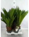 Cycas Revoluta 55cm – Plante Exotique | Verttige