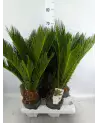 Cycas Revoluta 55cm – Plante Exotique | Verttige