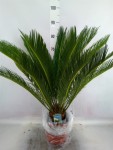 Cycas Revoluta 80cm
