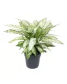 Dieffenbachia Vesuvius 80cm