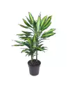 Dracaena Cinto 70cm – Plante Purifiante | Verttige