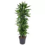 Dracaena Cinto 180cm