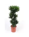 Dracaena Compacta 140cm