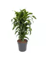 Dracaena Dorado 90cm