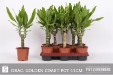 Dracaena Goldcoast 50cm