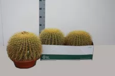 Echinocactus Grusoni 25cm