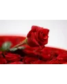 Aphrodite – Coffret Cœur de Roses Rouges | Verttige