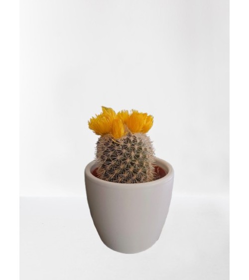 Mini cactus avec cache pot