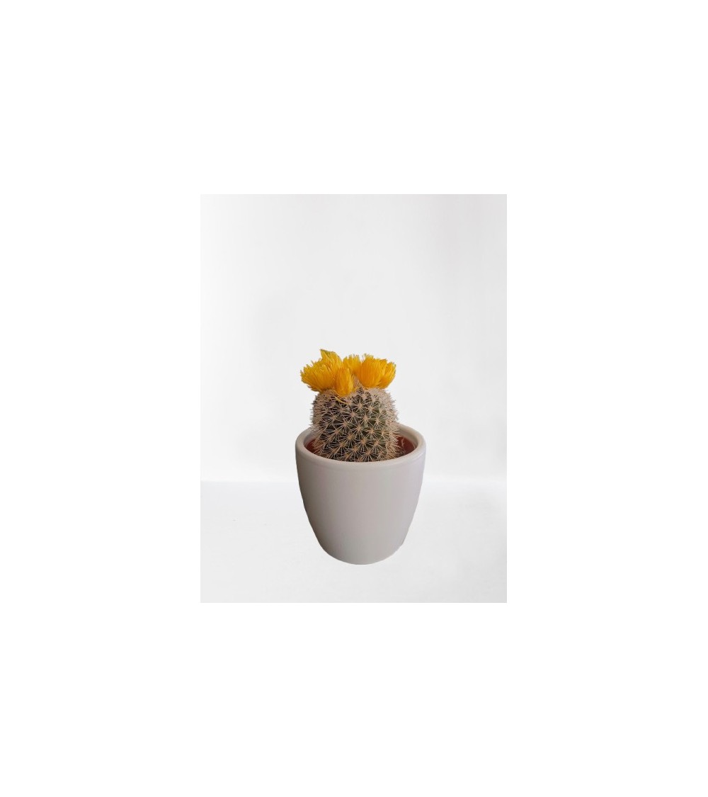 Mini cactus avec cache pot