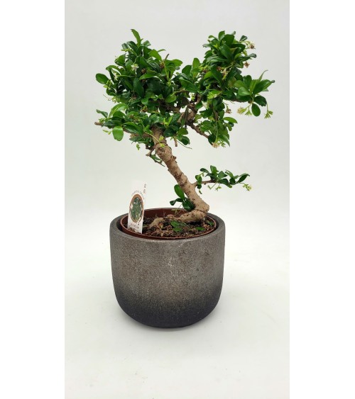 Traditional Bonsai 20cm