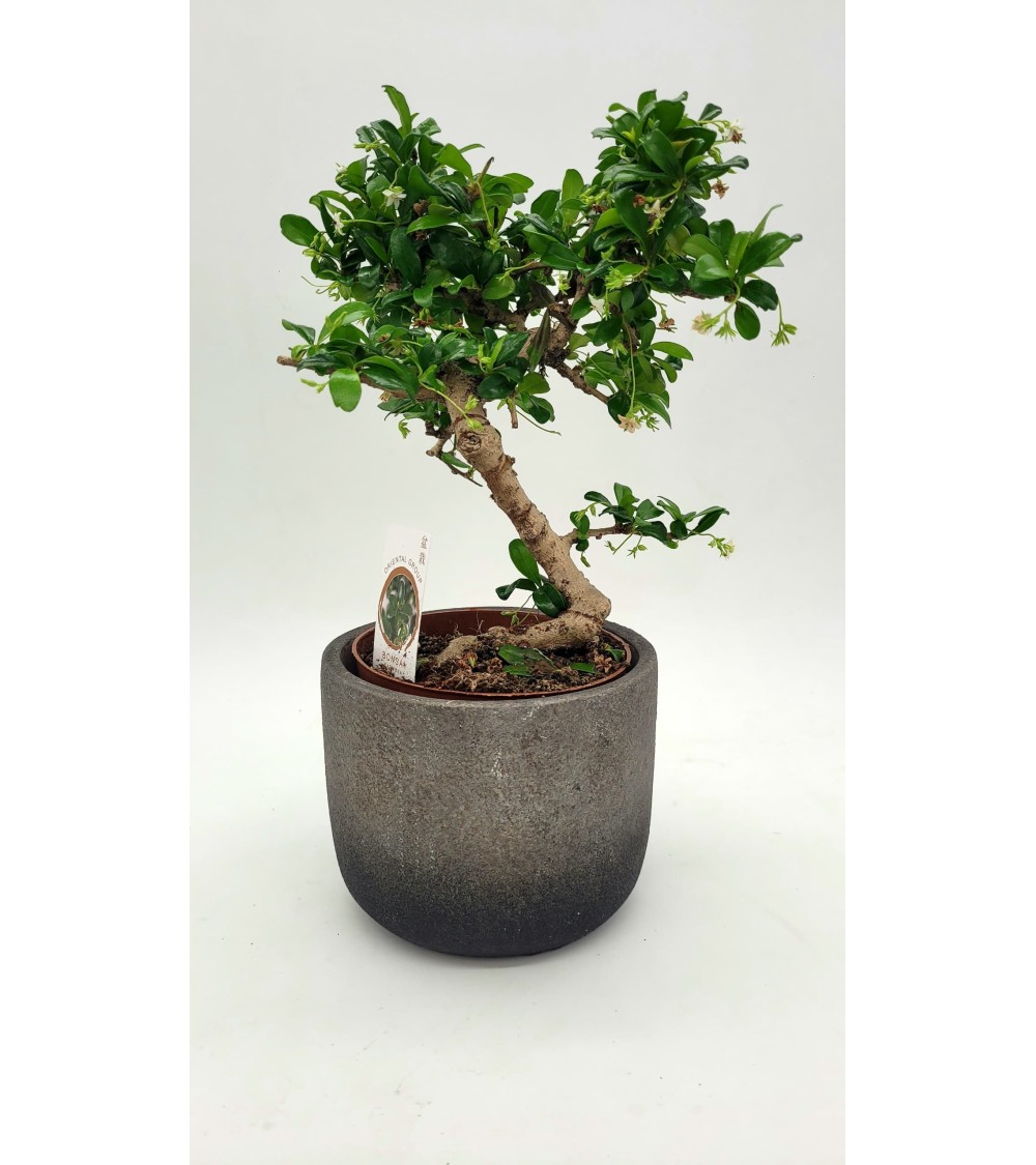 Traditional Bonsai 20cm