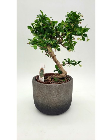 Traditional Bonsai 20cm