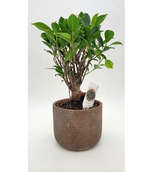 Bonsai Ficus