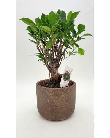 Bonsai Ficus