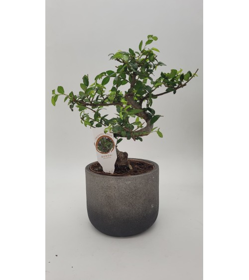 Bonsai Zelkova