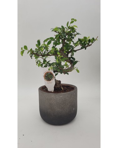 Bonsai Zelkova