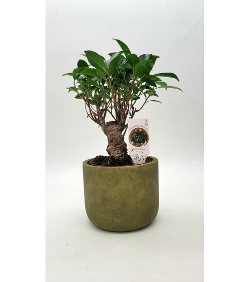 Bonsai Ficus