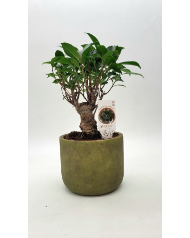 Bonsai Ficus