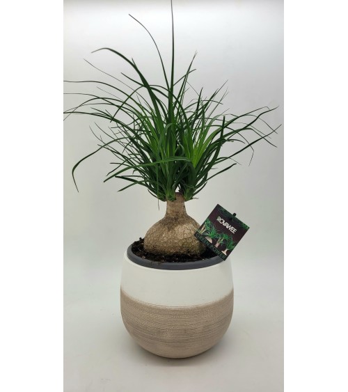Nolina 45cm