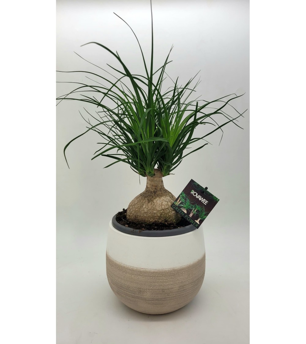 Nolina 45cm