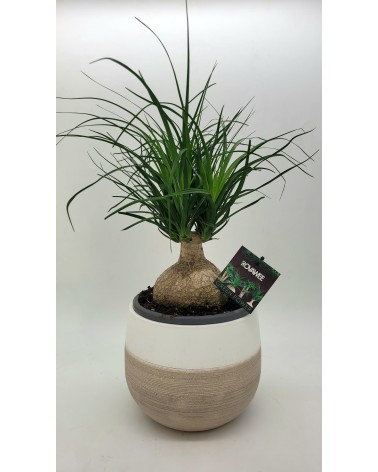 Nolina 45cm