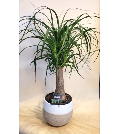 Beaucarnea 60cm