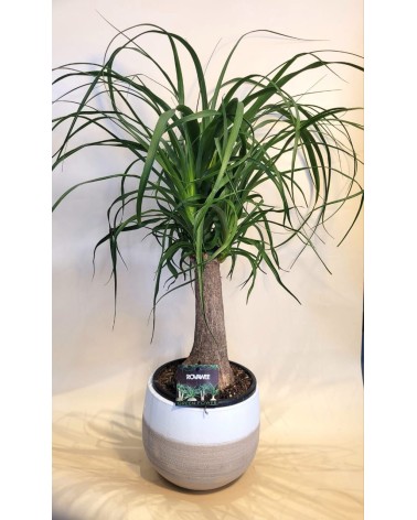 Beaucarnea 60cm