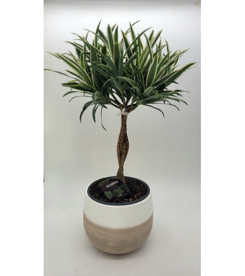 Dracaena 65cm