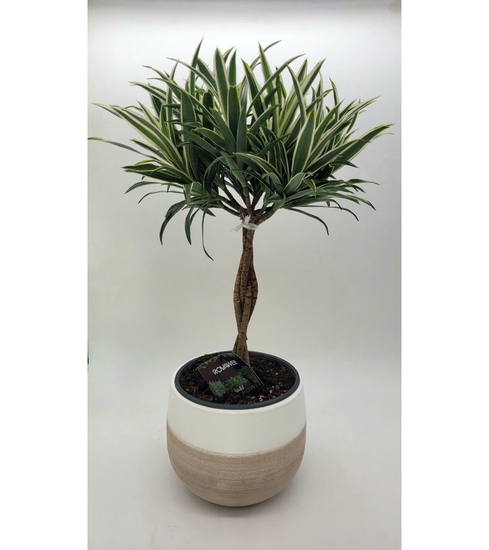 Dracaena 65cm