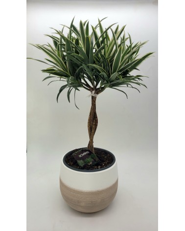 Dracaena 65cm