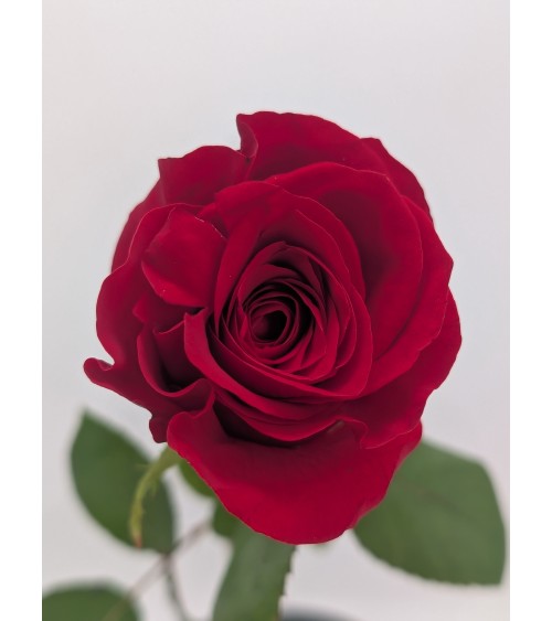 La Rose