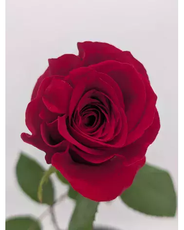 La Rose – Rose d'Équateur Unique | Verttige