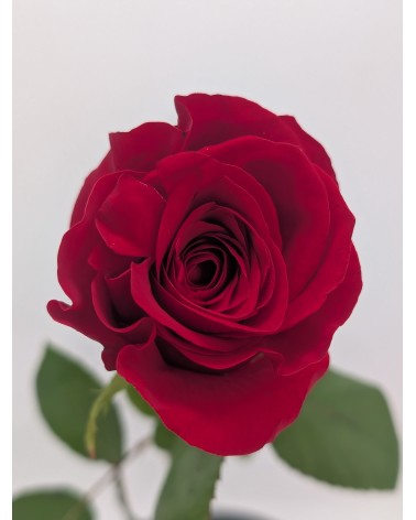 The Rose
