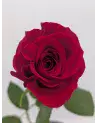 La Rose – Rose d'Équateur Unique | Verttige