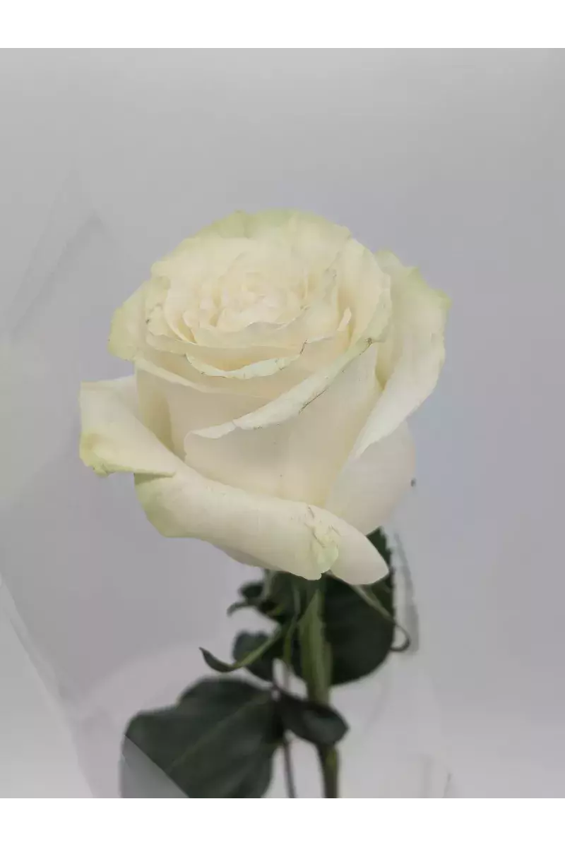 La Rose – Rose d'Équateur Unique | Verttige
