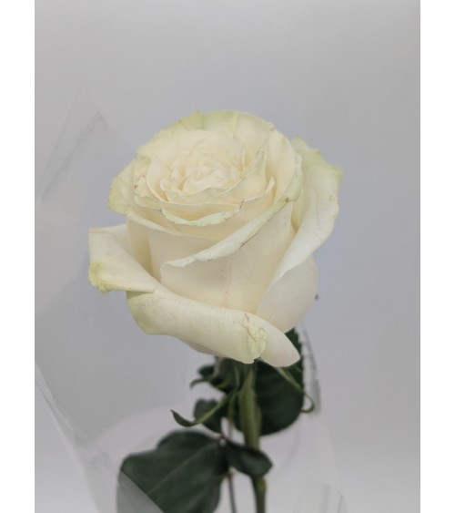 The Rose