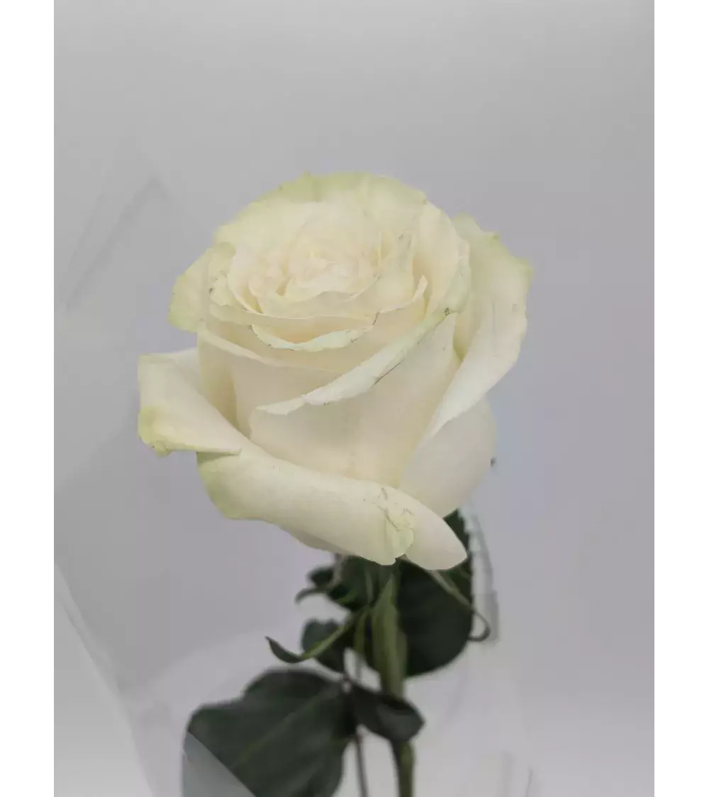 La Rose – Rose d'Équateur Unique | Verttige