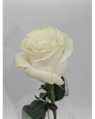 The Rose