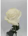 La Rose – Rose d'Équateur Unique | Verttige