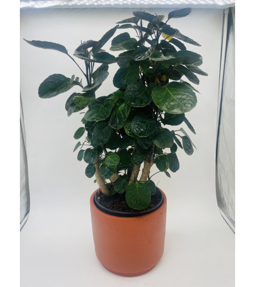 Polyscias Fabian 80cm