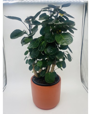 Polyscias Fabian 80cm